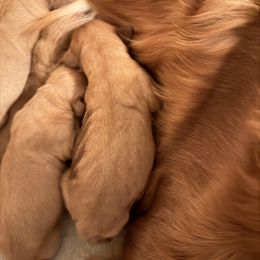 Pink - Dark golden female Golden Retriever puppy in Covington, Louisiana from MyKy Puppies