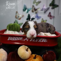 Rune - Blue merle male Bernedoodle puppy in Fort Myers, Florida from Little Golden Farm
