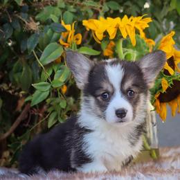Boy 5 - Black and tan male Pembroke Welsh Corgi puppy in Caliente, California from Rafter Cross 7