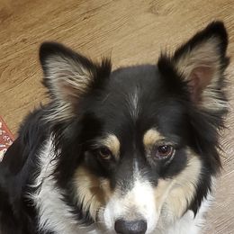 Australian Shepherds and Rat Terriers from Annette's Puppies