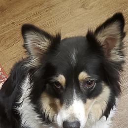 Australian Shepherds and Rat Terriers from Annette's Puppies
