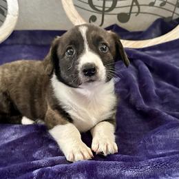 Mikey - Brindle and white male Cardigan Welsh Corgi puppy in Princeton, Texas from Fable Cardigan Welsh Corgis