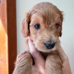 Finn - Red Collar - Red  male Goldendoodle puppy in Auburn, California from Golden Acre Doodles
