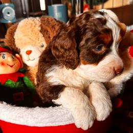 Blitzen - Brown and white female Bernedoodle puppy in Pueblo, Colorado from Doodles of the Rockies