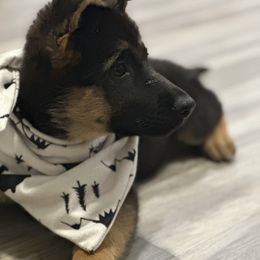 German Shepherd Puppies from Pridelands