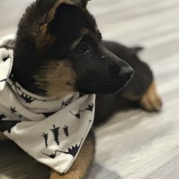 German Shepherd Puppies from Pridelands