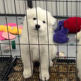 Lt. Blue boy - White and biscuit male Samoyed puppy in Waddell, Arizona from Saratoga Samoyeds