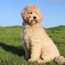 Amber - Cream female Australian Labradoodle puppy in Hartshorne, Oklahoma from Jena Edmond