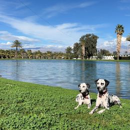 Basset Hound and Dalmatian Puppies from Lazy B Bassets and Dalmatians