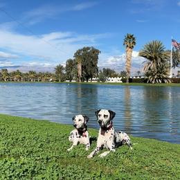 Basset Hound and Dalmatian Puppies from Lazy B Bassets and Dalmatians