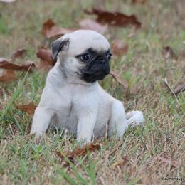 Ace - Fawn male Pug puppy in Winnsboro, Texas from Southern pugs
