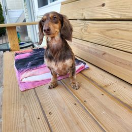 Dachshund All Grown Up from Lively Dachshunds