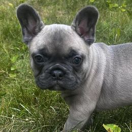 French Bulldogs from Kingdom French Bulldogs
