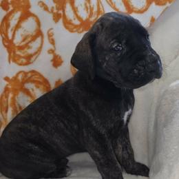 Mars - Brindle male Great Dane puppy in Albany, Oregon from Red Cloud Australian Shepherds and DeGray Great Danes & Bulldogs