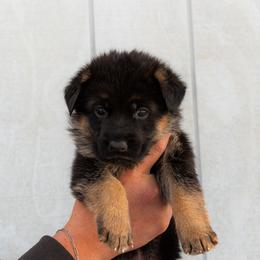 Female (Purple Collar) - Black and red female German Shepherd puppy in Kamas, Utah from Uinta Mountain Shepherds