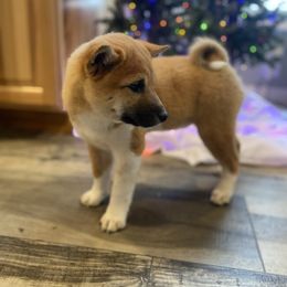 Rev - Shiba Inu puppy from Happy Tails Shiba Inus