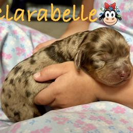 Clarabelle - Merle female Cockapoo puppy in Richmond, Kentucky from Ham’s Cockapoos