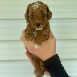Jolene - Red  female Goldendoodle puppy in Kenansville, North Carolina from J+A Family Doodles