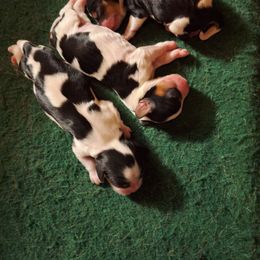 Puppy2 - Tri-color male Cavalier King Charles Spaniel puppy in Holbrook, New York from Merimaur Goldens and Cavaliers