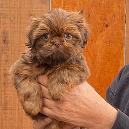 Sienna - Red female Shih Tzu puppy in Chico, California from North State Shih tzus