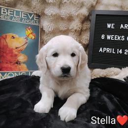 Red collar girl - Light golden female Golden Retriever puppy in Rochester, Washington from Grand Mound Goldens