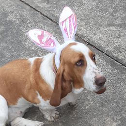 Star - Basset Hound