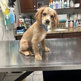 Cavapoo Puppies from Jessie's Puppies