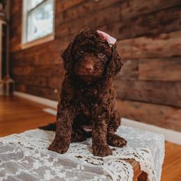 Bernedoodle and Poodle Puppies from Miranda’s Sunshine Poodles and Doodles