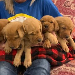 Labrador Retriever Puppies from Torg's Labs