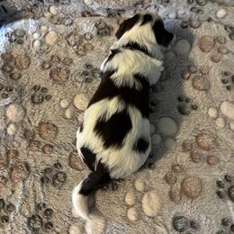 Biewer Terrier Puppies from Moonshadow Biewer Terriers