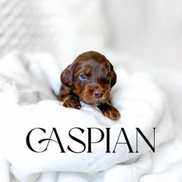 Caspian - Phantom male Goldendoodle puppy in Springville, Utah from Happy Doodle