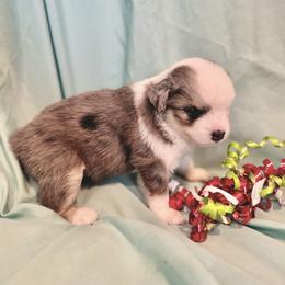 Luna - Blue merle female Miniature Australian Shepherd puppy in Molalla, Oregon from Yaw's Mini Aussies