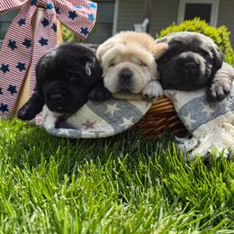 Orange collar - Black male Labrador Retriever puppy in Suffolk County, New York from South Shore Labradors