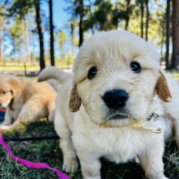 Tot - Golden male Golden Retriever puppy in Peyton, Colorado from Jana Belanger