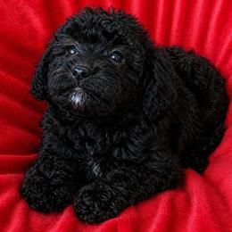 Abby - Black female Yorkipoo puppy in North Huntington, Pennsylvania from Charz Dollz