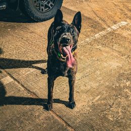 Dutch Shepherd puppies from Faberge Hollandse Herdershond