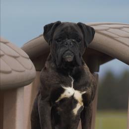 Theia - Brindle female Boxer puppy in Warsaw, New York from Hillview Kennels