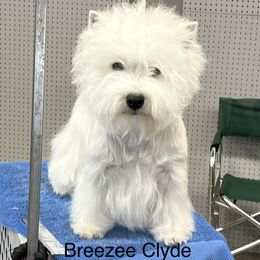Breezee - West Highland White Terrier