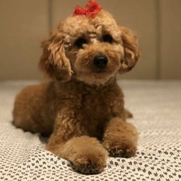 Bernedoodle and Goldendoodle All Grown Up from Kimberlee’s Kennels