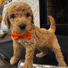 Wish Bear - Apricot male Goldendoodle puppy in Camden, North Carolina from Oopsie Doodles of NC