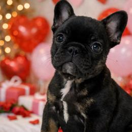 Violet - Liver female French Bulldog puppy in Delhi, Louisiana from 4T Ranch