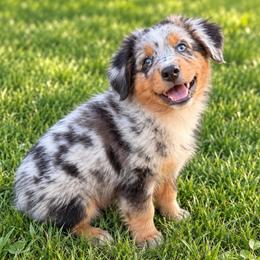 Ranier - Blue merle male Miniature Australian Shepherd puppy in Macomb, Missouri from Show Me MO Aussies