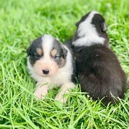Mars - Black tri-color male Australian Shepherd puppy in Kentland, Indiana from Pine Grove Aussies