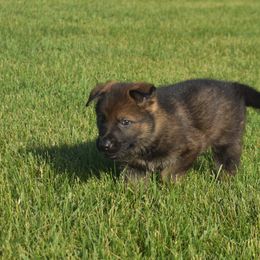 German Shepherd Puppies from Kruegerhaus German Shepherds