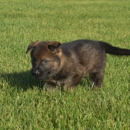 German Shepherd Puppies from Kruegerhaus German Shepherds