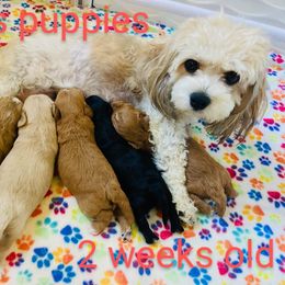 Cavachon Puppies from Liberty Pups
