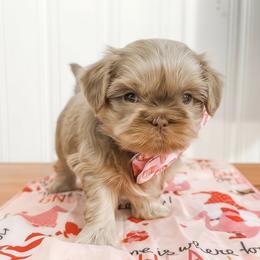 Oakley - Lilac male Shih Tzu puppy in Connersville, Indiana from Anna’s Farmhouse Shihtzus
