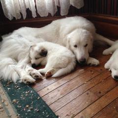 German Shepherd and Great Pyrenees Puppies from Reicherthaus GSD's & Timberbluff's Great Pyrenees