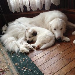 German Shepherd and Great Pyrenees Puppies from Reicherthaus GSD's & Timberbluff's Great Pyrenees