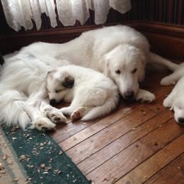 German Shepherd and Great Pyrenees Puppies from Reicherthaus GSD's & Timberbluff's Great Pyrenees